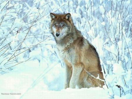 +++Le LoUp+++